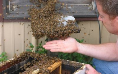 The Incredible Honey Bee