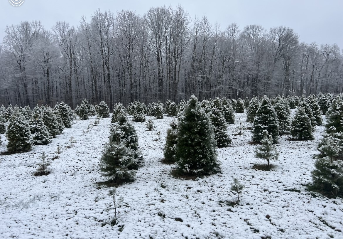 HHF-Christmas-Trees-with-Snow Christmas Trees
