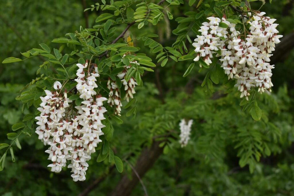 locust-blossom-1-1080x720-1-1024x683 Black Locust Honey: A Rare Treat