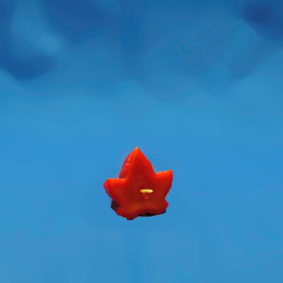 Floating Candles