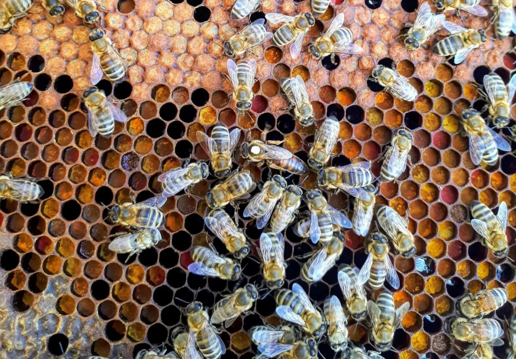 Bees-on-the-farm-with-queen-1-1024x713 Home
