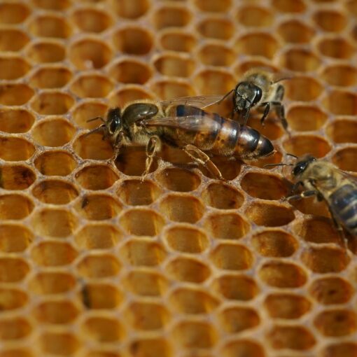Queen Bee - OUT OF STOCK
