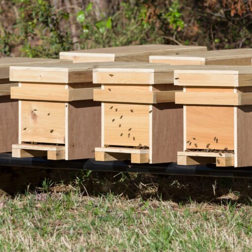 Nucs- TAKING ORDERS FOR 2025