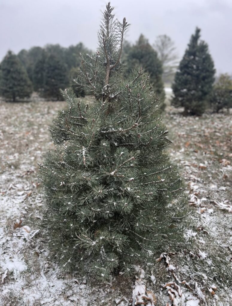 trees-775x1024 From Bees to Trees: Hunter’s Honey Farm Prepares for Winter