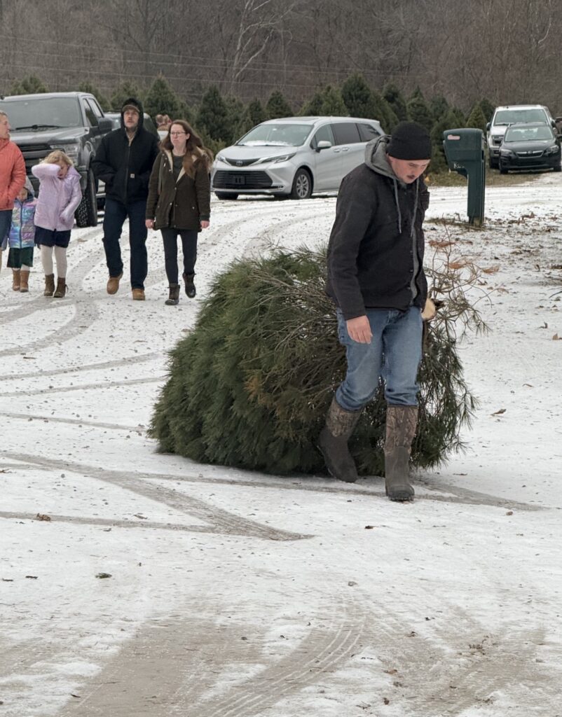 594062785_1315024044000597_395025832164015396_n-802x1024 Which Christmas Tree Is Best for You?