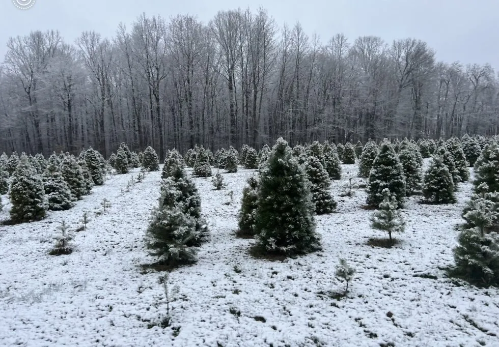 Christmas-tree-farm-in-Indiana Celebrate Christmas with a Healthy Sugar-Free Plum Cake & Fresh Cut Christmas Trees