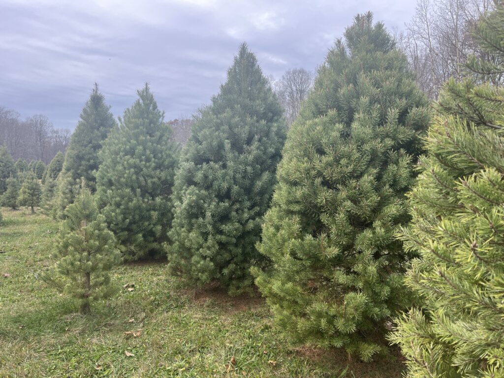 christmas-trees-the-different-types-1024x768 Which Christmas Tree Is Best for You?