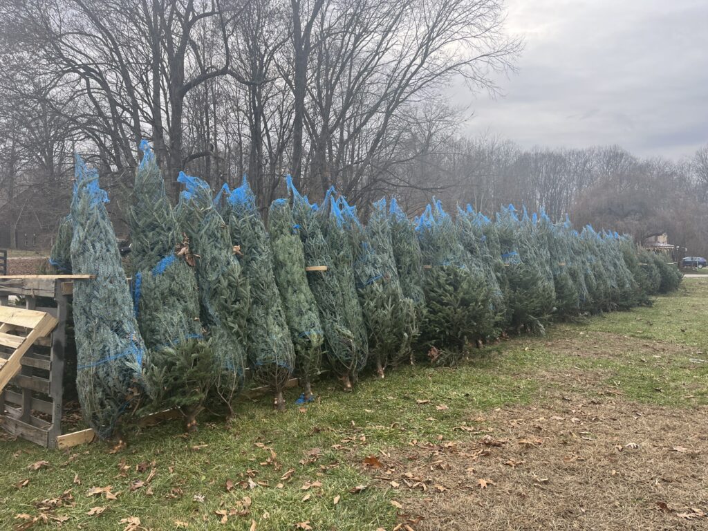 local-christmas-trees-indiana-1024x768 Which Christmas Tree Is Best for You?