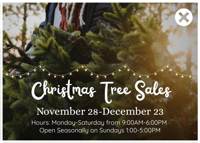 pop-up-christmas-tree-hunters Cut Your Own Christmas Tree at Hunter’s Honey Farm