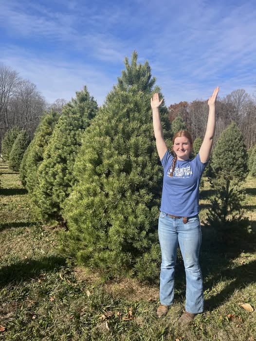 tall-xmas-trees Cut Your Own Christmas Tree at Hunter’s Honey Farm