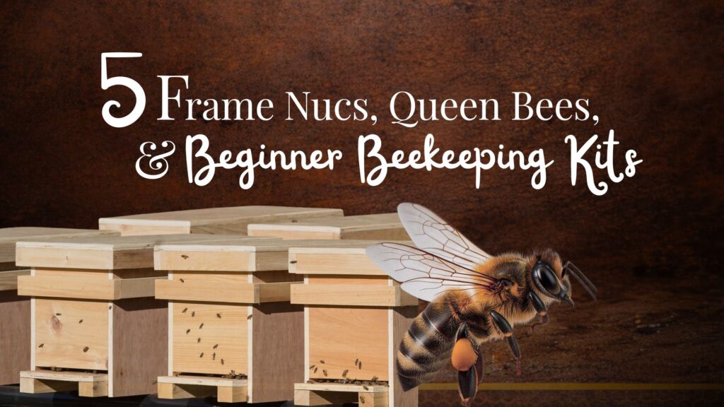 5 frame nucs, queen bees, and beginner beekeeping kits for sale in Indiana