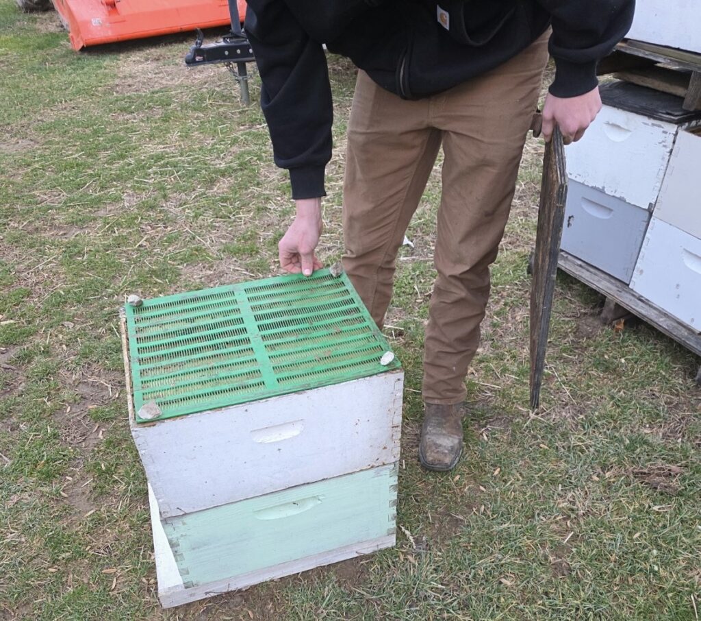 Harvesting-Propolis-straight-from-the-hive-1024x906 How We Harvest Propolis from the Hive and Its Health Benefits