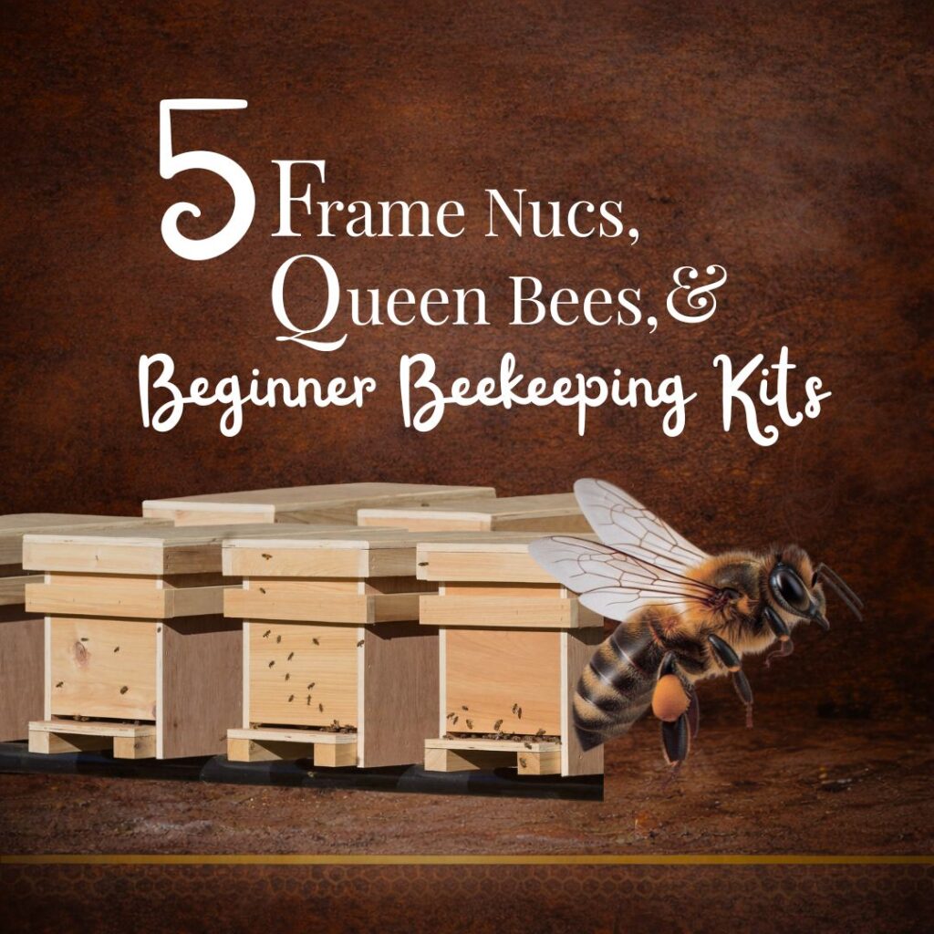 nucs-and-bees-1024x1024 Beekeeping Kits from Hunter’s Honey Farm
