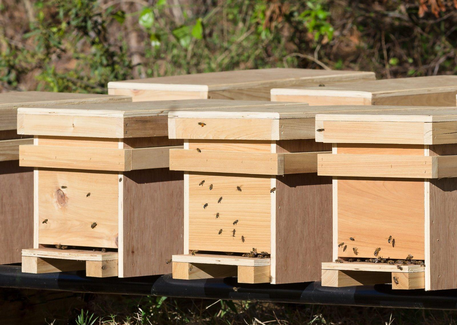 3 How to Start Beekeeping Safely and Sustainably