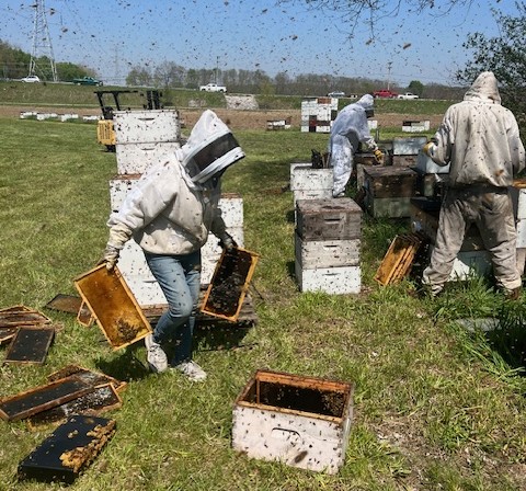 5 How to Start Beekeeping Safely and Sustainably