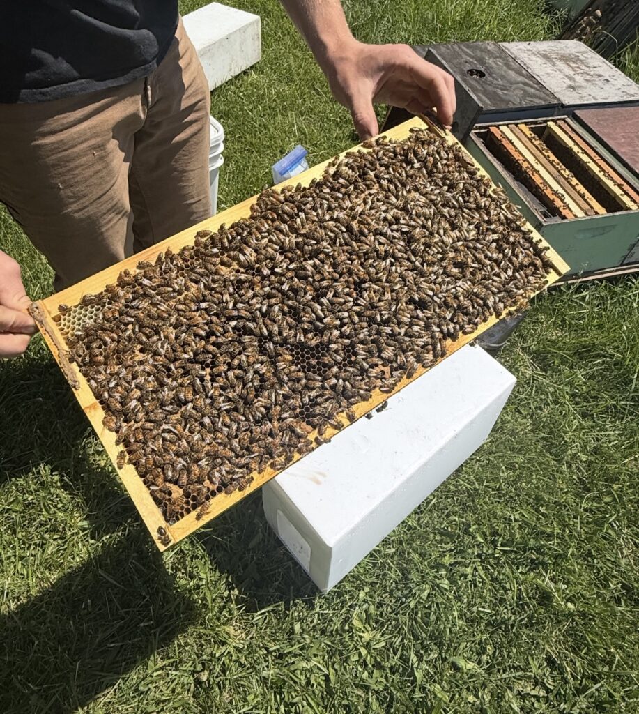 696343949_1448436907325976_4090928946415303882_n-917x1024 Nucs Have Arrived for 2026 Beekeeping Season