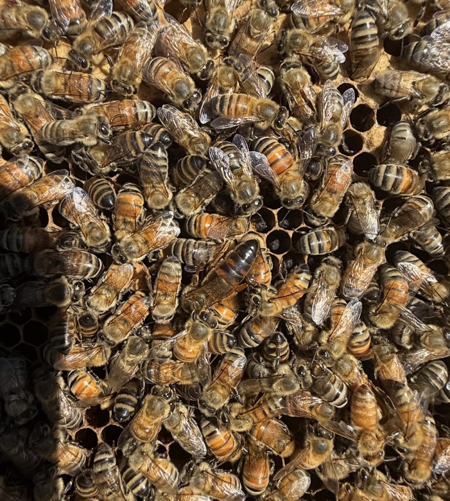 698190725_1448437013992632_31401351118799962_n-919x1024 Nucs Have Arrived for 2026 Beekeeping Season