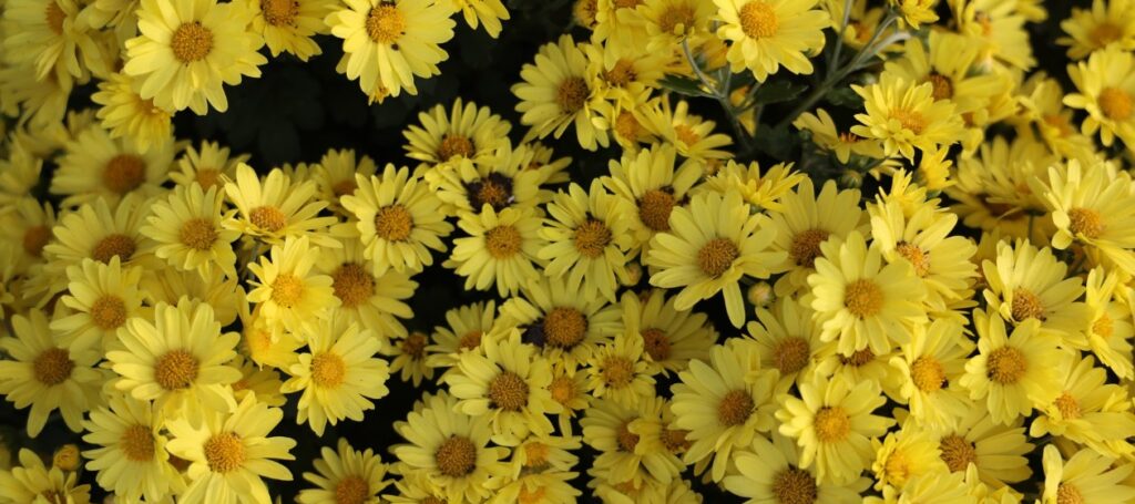 honey-e1778682540495-1024x455 Nucs Have Arrived for 2026 Beekeeping Season