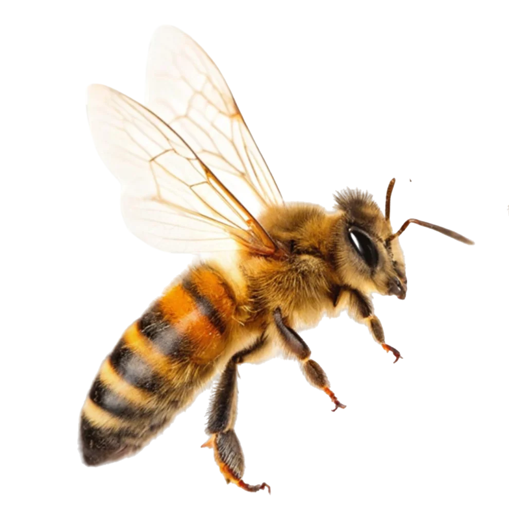 bees-flight-isolated-transparent-background-990x1024 Which Christmas Tree Is Best for You?